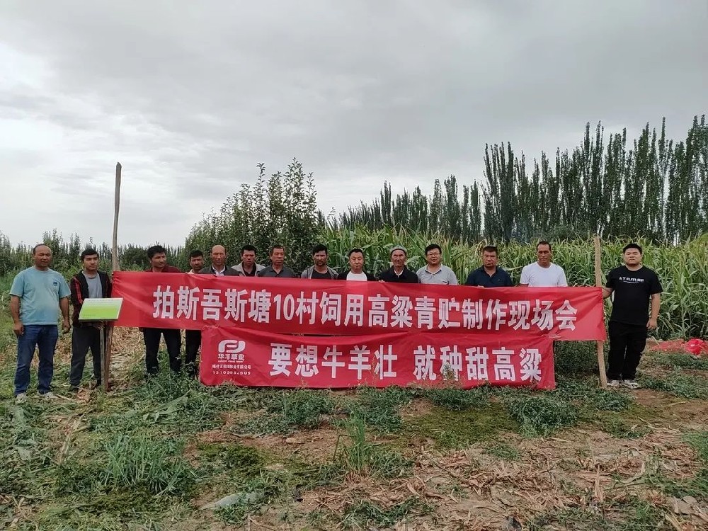 喀什地區飼用甜高粱加工利用現場會