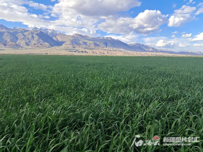 疆企創新路丨新疆邁特威草業：做好飼草產業助力畜牧業轉型