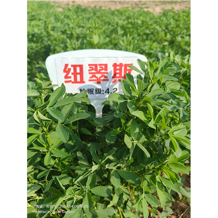 紐得利