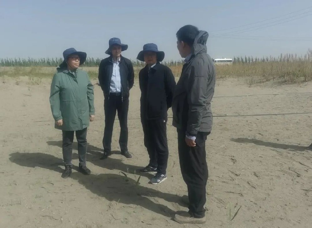 中國科學院曹曉風院士五一期間，不辭辛苦，親臨指導“田菁”在沙漠鹽堿地種植